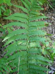Dryopteris filix-mas. Adaxial surface of mature 2-pinnate frond.
 Image: L.R. Perrie © Leon Perrie CC BY-NC 3.0 NZ